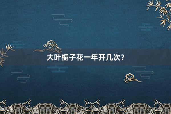 大叶栀子花一年开几次？